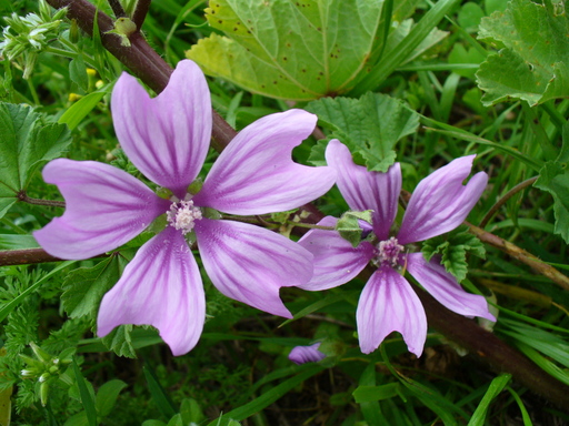 P1000790.JPG