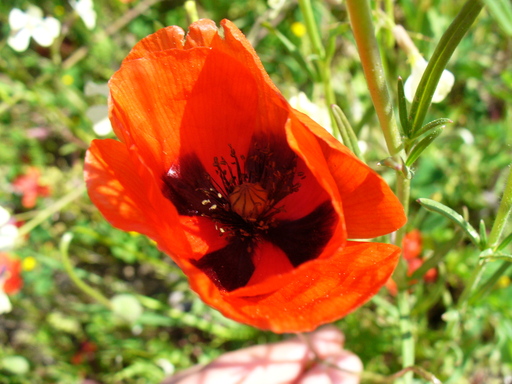 P1000889.JPG